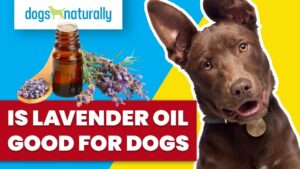 is-lavendar-oil-good-for-dogs - Dogs Naturally